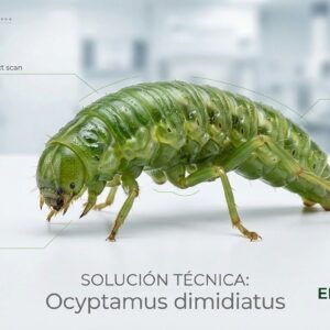 Ocyptamus sp. (Mosca de las Flores)